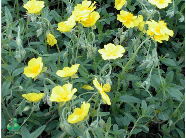 Helianthemum nummularium